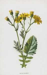 Waterkruiskruid door Frederick Edward Hulme