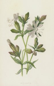 Avondkoekoeksbloem door Frederick Edward Hulme
