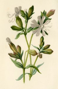 Witte Avondkoekoeksbloem, 1877 door Frederick Edward Hulme
