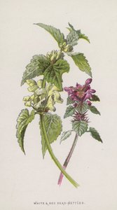 Witte en Rode Dovenetel door Frederick Edward Hulme