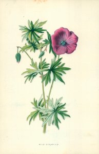 Wilde geranium