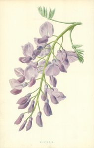 Wisteria