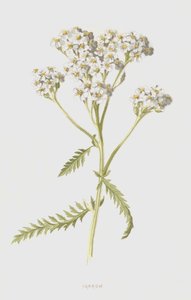 Duizendblad