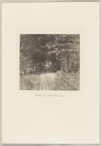 Sparrenbos bij Leith Hill, Surrey door Frederick H. Evans