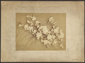 Appelbloesem door Frederick H. Hollyer