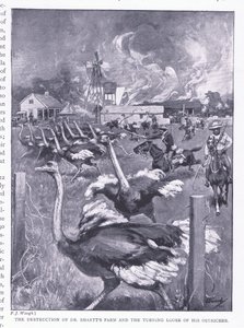De vernietiging van Dr. Smarts boerderij en het loslaten van de struisvogels, uit After Pretoria: The Guerilla War gepubliceerd door Harmsworth Bros Limited, 1901