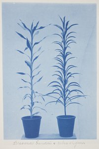 Draconas Sunderii et rubia elogans, eind 19e–begin 20e eeuw (cyanotype op crèmekleurig papier)