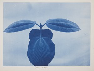 Tibouchina, 28 november door Frederick K. Coulson