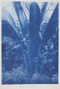 Zonder titel, 10 december door Frederick K. Coulson