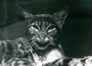 Een Baby LynxBobcat likkend aan zijn lippen, London Zoo, juni 1925
