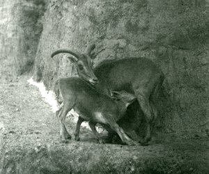 Een Barbarijse schaap voedt haar lam op de Mappin Terrassen, London Zoo, augustus 1927 door Frederick William Bond