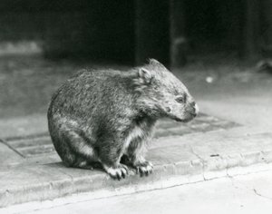 Een kaalneus/gewone/grofharige wombat zittend op de grond in de London Zoo in 1929 door Frederick William Bond