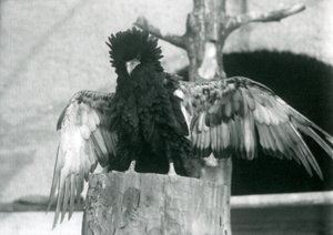 Een Bateleurarend staat op een boomstronk en spreidt zijn vleugels, London Zoo, 1925