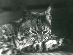 Een Bay LynxBobcat die zich verzorgt