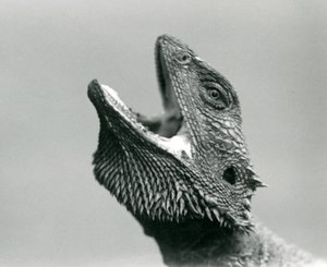 Een baardagame die omhoog kijkt en zijn bek opent, London Zoo, augustus 1928 door Frederick William Bond