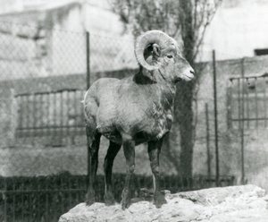 Een Dikhoornschaap ram staand op een rots uitkijkend over zijn verblijf aan de voet van de Mappin Terrassen, London Zoo. 1931 (zwart-wit foto) door Frederick William Bond