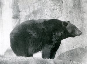 Een Zwarte Beer staand in zijn omheining, op de Mappin Terrassen, in de London Zoo in 1924 door Frederick William Bond
