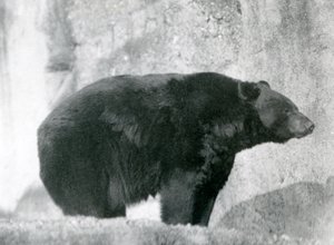 Een zwarte beer staand in zijn omheining, op de Mappin Terraces, in London Zoo in 1924 door Frederick William Bond