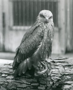 Een zwarte wouw rustend op een boomstam, London Zoo, augustus 1926