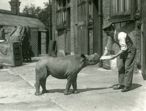 Een zwarte neushoornkalf wordt met de fles gevoed door zijn verzorger, London Zoo, september 1928 door Frederick William Bond
