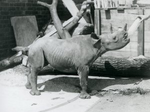 Een zwarte neushoornkalf wordt met de fles gevoed door zijn verzorger, London Zoo, september 1928