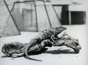 Een zwarte stekelstaartleguaan rustend op een boomstam in London Zoo in augustus 1928 door Frederick William Bond