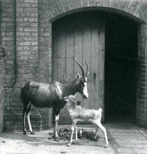 Een Blesbokkalf met zijn moeder in de London Zoo, juni 1914