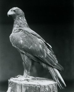 Een dwergarend staand op een boomstronk in de London Zoo in juni 1926