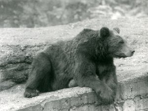 Een Bruine Beer rustend op een richel in London Zoo