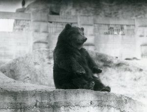 Een bruine beer zittend in zijn verblijf aan de voet van de Mappin Terraces in de London Zoo, september 1921 door Frederick William Bond