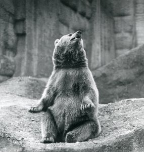 Een bruine beer zittend op een rotsrichel in de London Zoo in september 1927 door Frederick William Bond