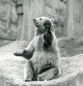 Een Bruine Beer zittend op een rotsachtige richel, zwaaiend met een van zijn voorpoten, London Zoo, september 1927