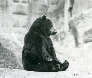 Een Bruine Beer zittend op de rotsen van de Mappin Terrassen, London Zoo, juni 1928