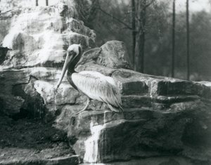 Een Bruine Pelikaan staand op rotsen in London Zoo, juni 1927