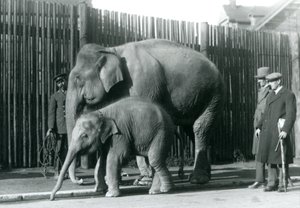 Een Birmaanse Olifant en haar kalf worden uitgelaten door hun verzorger, terwijl twee andere mannen toekijken door Frederick William Bond