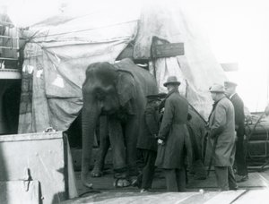 Een Birmese olifant gedeeltelijk beschut onder een zeildoek op het dek, met een trainer en vier andere mannen, op weg naar London Zoo in 1927 (zwart-wit foto) door Frederick William Bond