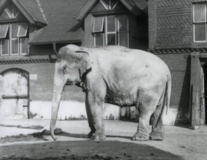 Een Birmaanse olifant staand buiten het Olifantenhuis, London Zoo
