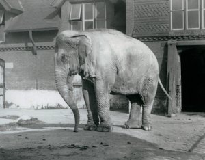 Een Birmaanse olifant buiten het olifantenhuis in London Zoo in 1929