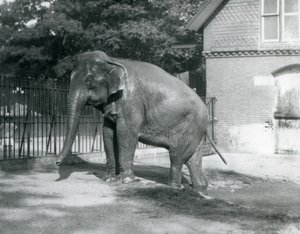 Een Birmaanse Olifant die uit een zwembad in zijn verblijf stapt, London Zoo door Frederick William Bond