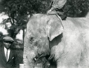 Een Birmaanse Olifant met zijn trainer en een andere man, London Zoo, september 1926