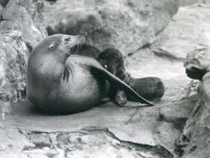 Een Californische zeeleeuw die haar een uur oude pup zoogt, Londense dierentuin, juli 1925 door Frederick William Bond