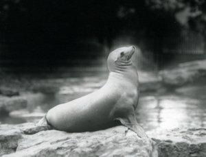 Een Californische zeeleeuw zittend op een rots naast haar zwembad, London Zoo, september 1925 door Frederick William Bond