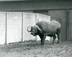 Een Kaapse buffelstier staand op kale grond, naast de betonnen muur van zijn verblijf in de London Zoo in 1928 door Frederick William Bond