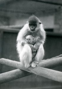 Een gekapte langoer die een baby vasthoudt terwijl hij op een balk zit. London Zoo, 6 oktober 1913 door Frederick William Bond