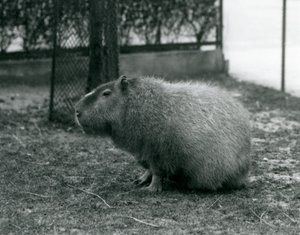 Een capibara in zijn verblijf in de London Zoo, juni 1927