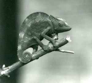 Een kameleon die zich aan het uiteinde van een tak vasthoudt, London Zoo, 1927 door Frederick William Bond