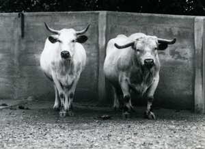 Een Chartley stier en koe in de London Zoo