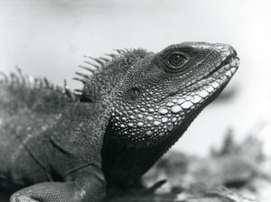 Een Chinese/Aziatische/Thaise/Groene Waterdraak in de London Zoo in augustus 1928