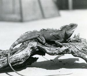 Een Chinese/ Aziatische/ Thaise/ Groene Waterdraak rustend op een stam in de London Zoo in 1928