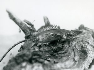 Een Klimbaars rustend op een dode tak, uit het water in London Zoo in september 1928 door Frederick William Bond